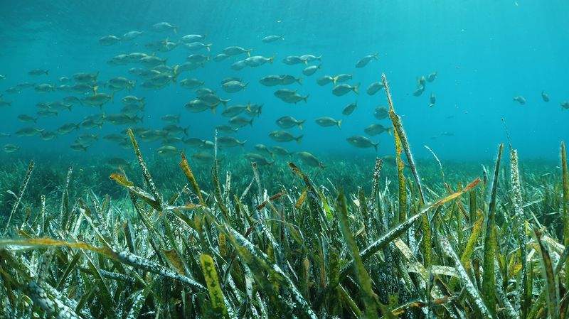 Seagrass meadow restoration in the Adriatic Sea
