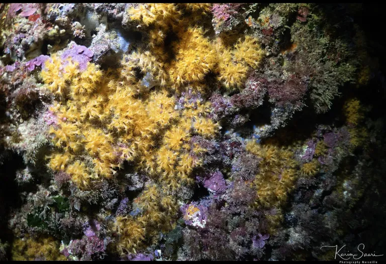 Yellow encrusting anemones (Parazoanthus axinellae) in the Faille du Soldat - Frioul Archipelago, Marseille - Freediving exploration