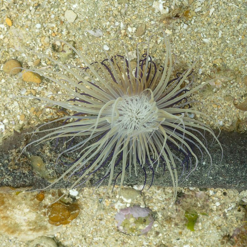 North Sea benthic habitat mapping database