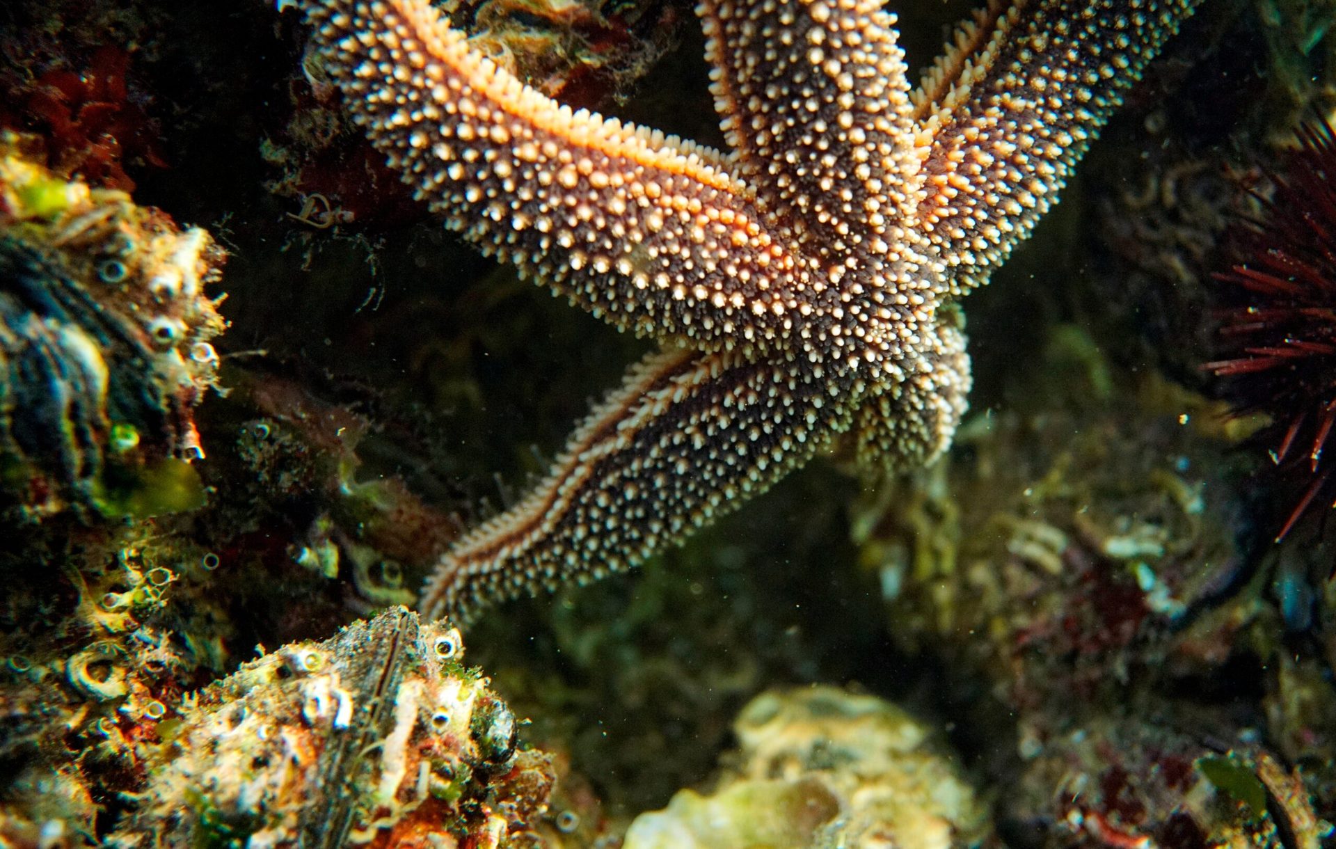 Diver surveying a Mediterranean reef