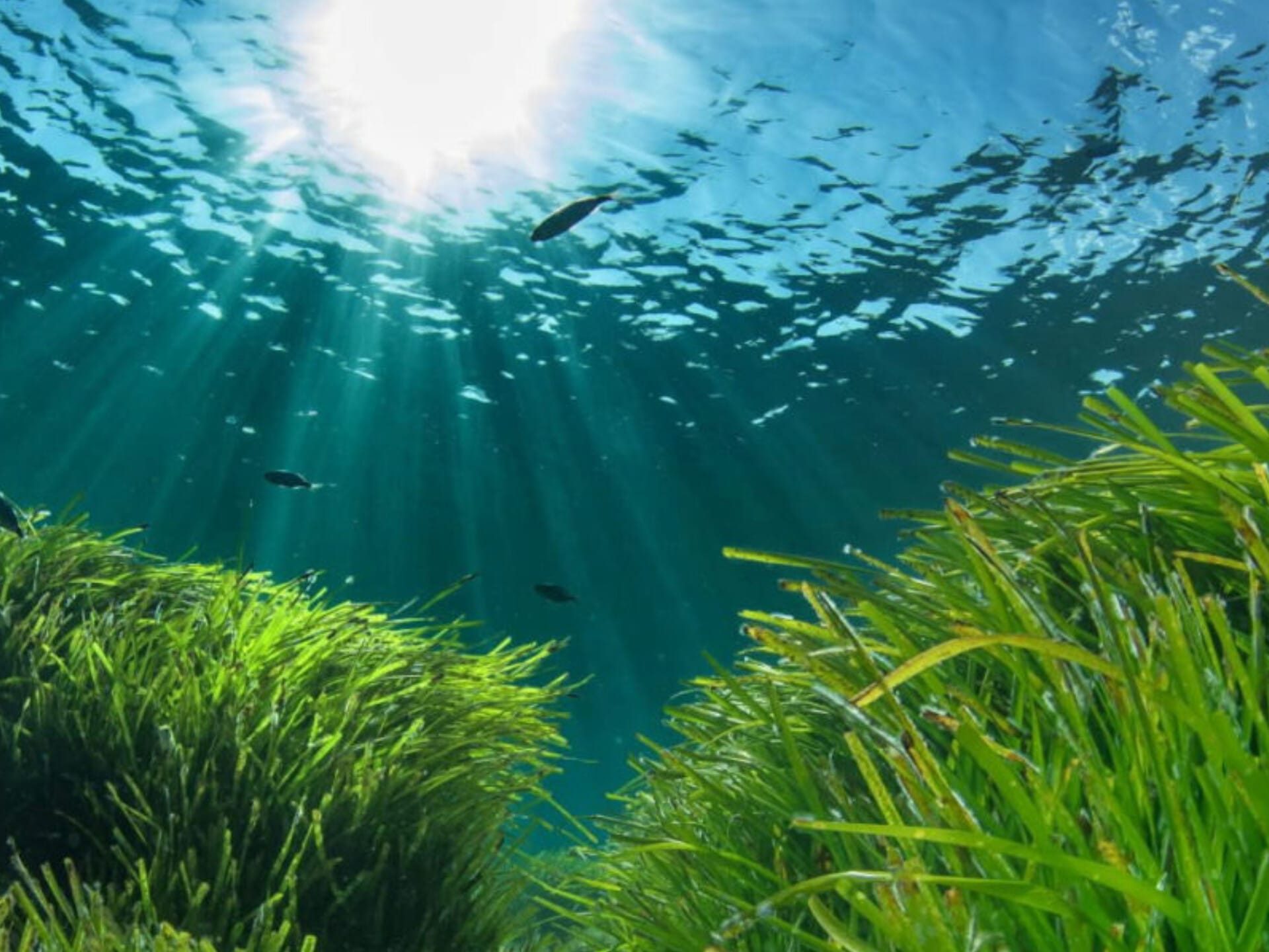 Posidonia oceanica seagrass meadow lit by sunrays