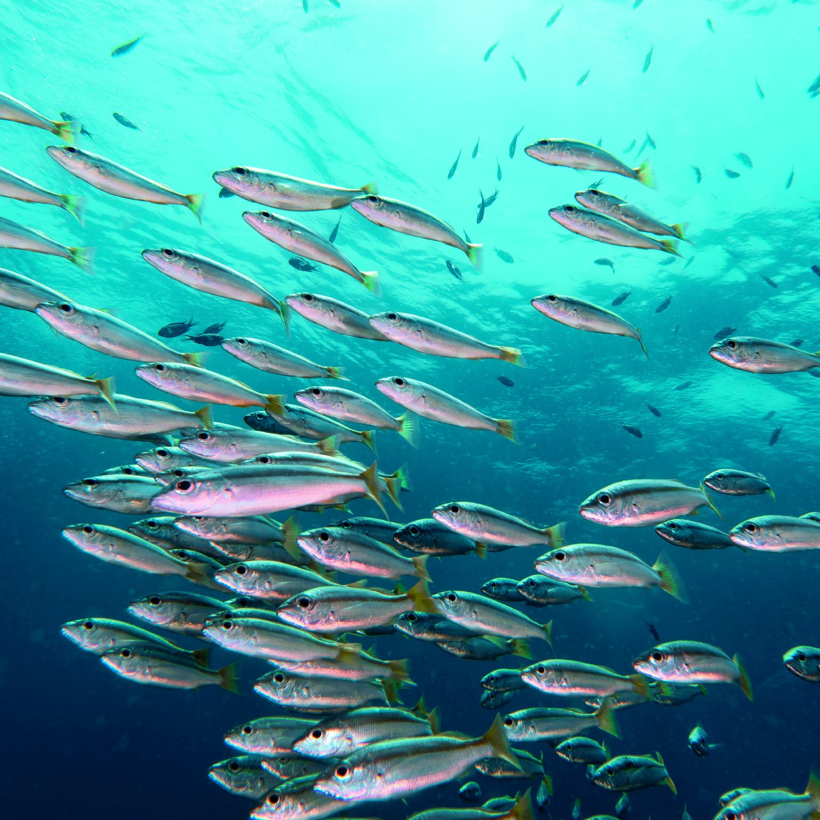 Discovering the Sea Floor: Why Habitat Mapping is So Important